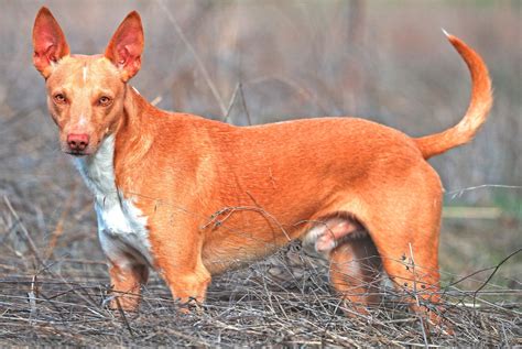 podencos portugueses en venta|podengo animal.